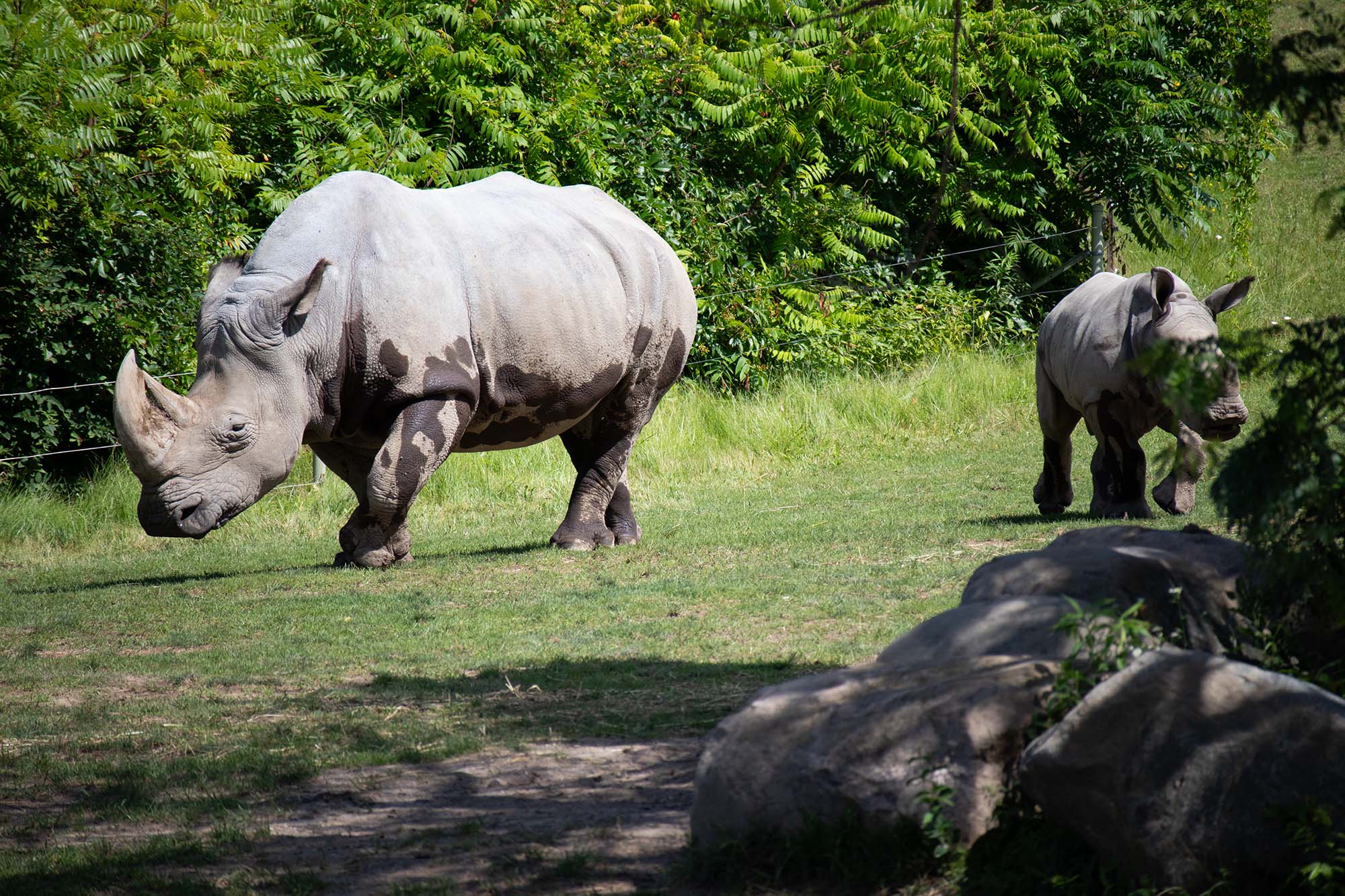 A mother hippo with a baby